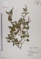 野莧菜藏品圖，第1張
