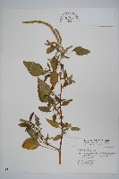 刺莧藏品圖，第1張