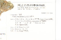 紫背草藏品圖，第2張