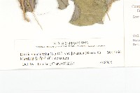 紫背草藏品圖，第3張