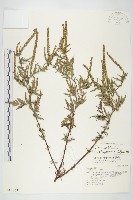 豬草、瘤果菊藏品圖，第1張