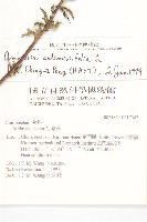 豬草、瘤果菊藏品圖，第2張