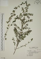 小葉黃鱔藤藏品圖，第1張