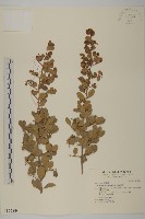 北仲, 刺裸實藏品圖，第1張