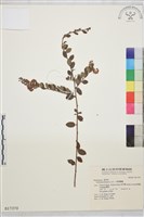 小葉黃鱔藤藏品圖，第2張