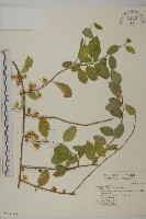 南華南蛇藤，青江藤藏品圖，第1張