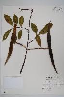 羊角扭藏品圖，第1張