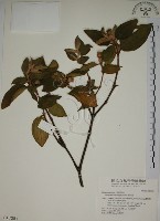 野牡丹藏品圖，第1張