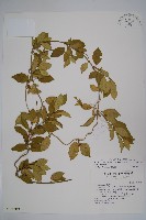 武靴藤藏品圖，第1張