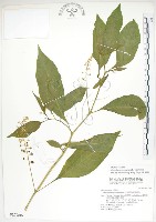 美洲商陸藏品圖，第1張