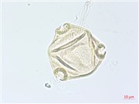 小花水丁香藏品圖，第2張