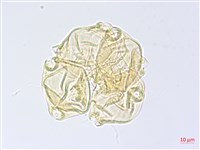 小花水丁香藏品圖，第3張