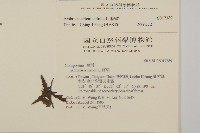 豬草、瘤果菊藏品圖，第2張