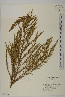 茵蔯蒿藏品圖，第1張