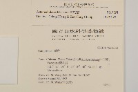 掃帚菊藏品圖，第2張