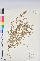 斑地錦藏品圖，第1張