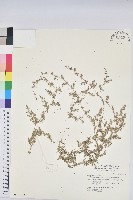 匐根大戟藏品圖，第1張