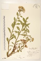 翼莖闊苞菊藏品圖，第1張