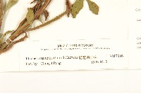 翼莖闊苞菊藏品圖，第3張