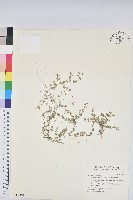 匐根大戟藏品圖，第1張