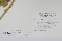 華他卡藤藏品圖，第2張