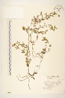 天蓬草舅藏品圖，第1張