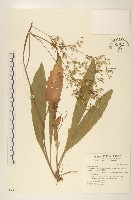 刀傷草藏品圖，第1張