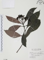 九節木、牛屎烏、青龍吐霧藏品圖，第1張