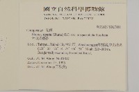 大頭艾納香藏品圖，第2張