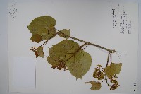 臺灣華他卡藤藏品圖，第1張