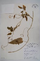 台灣鷗蔓藏品圖，第1張
