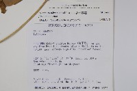 台灣鷗蔓藏品圖，第2張