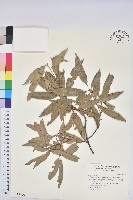 灰背櫟藏品圖，第1張
