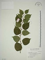 亞洲濱棗藏品圖，第1張