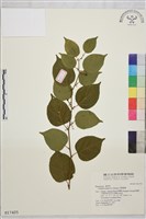 亞洲濱棗藏品圖，第2張