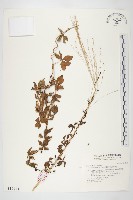 番仔藤藏品圖，第1張