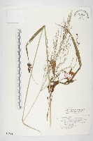 番仔藤藏品圖，第1張