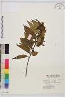 桶鉤藤藏品圖，第1張