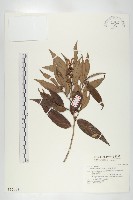 軟毛柿藏品圖，第1張