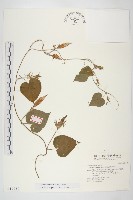 銳葉牽牛藏品圖，第1張