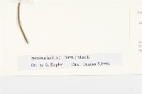 銳葉牽牛藏品圖，第3張