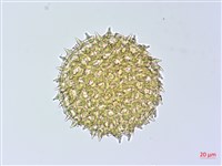 銳葉牽牛藏品圖，第2張