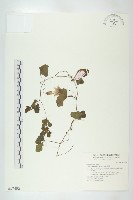 紅瓜藏品圖，第1張
