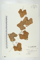 紅瓜藏品圖，第1張