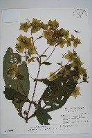 假酸漿藏品圖，第1張