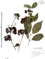 杜虹花，台灣紫珠藏品圖，第1張