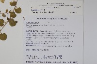 普刺特草藏品圖，第2張