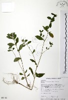 克非亞草藏品圖，第1張