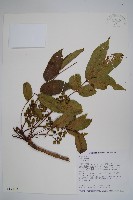 木蠟樹、山漆藏品圖，第1張