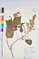 白匏子藏品圖，第1張